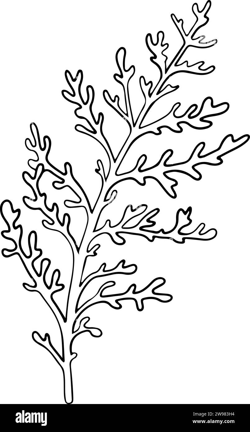 Dusty Miller, Silver Jacobaea maritima plant. Botanical Winterberry graphic. Hand painted outline illustration. Floral line art for wedding invitation Stock Vector