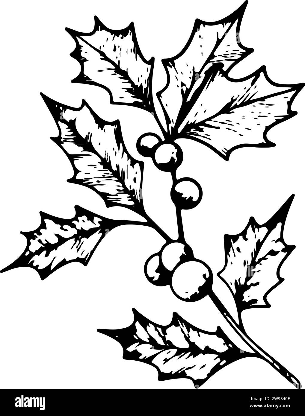 Christmas line art of ilex branches with berries. Holly leaves
