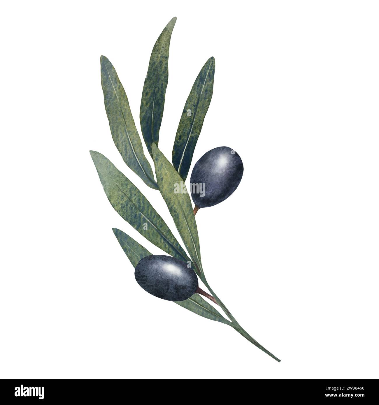 Watercolor olive tree branch with leaves and Black olives fruit ...