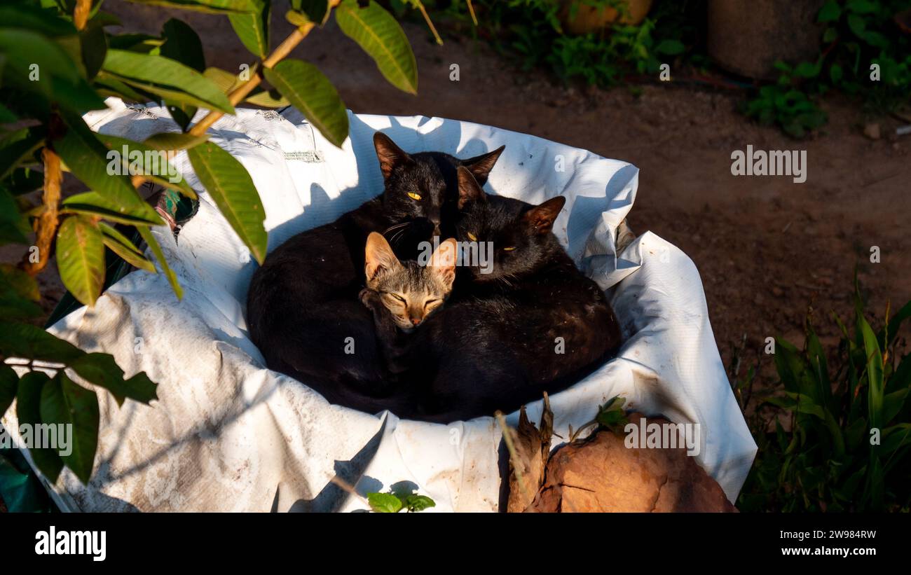 The feline companions sit comfortably side-by-side, nestled in a basket Stock Photo
