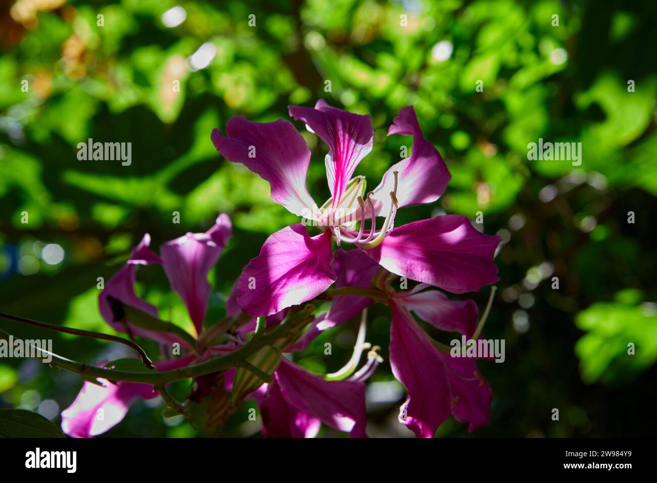 Close-up view of purple Bauhinia x blakeana flower in bloom Stock Photo