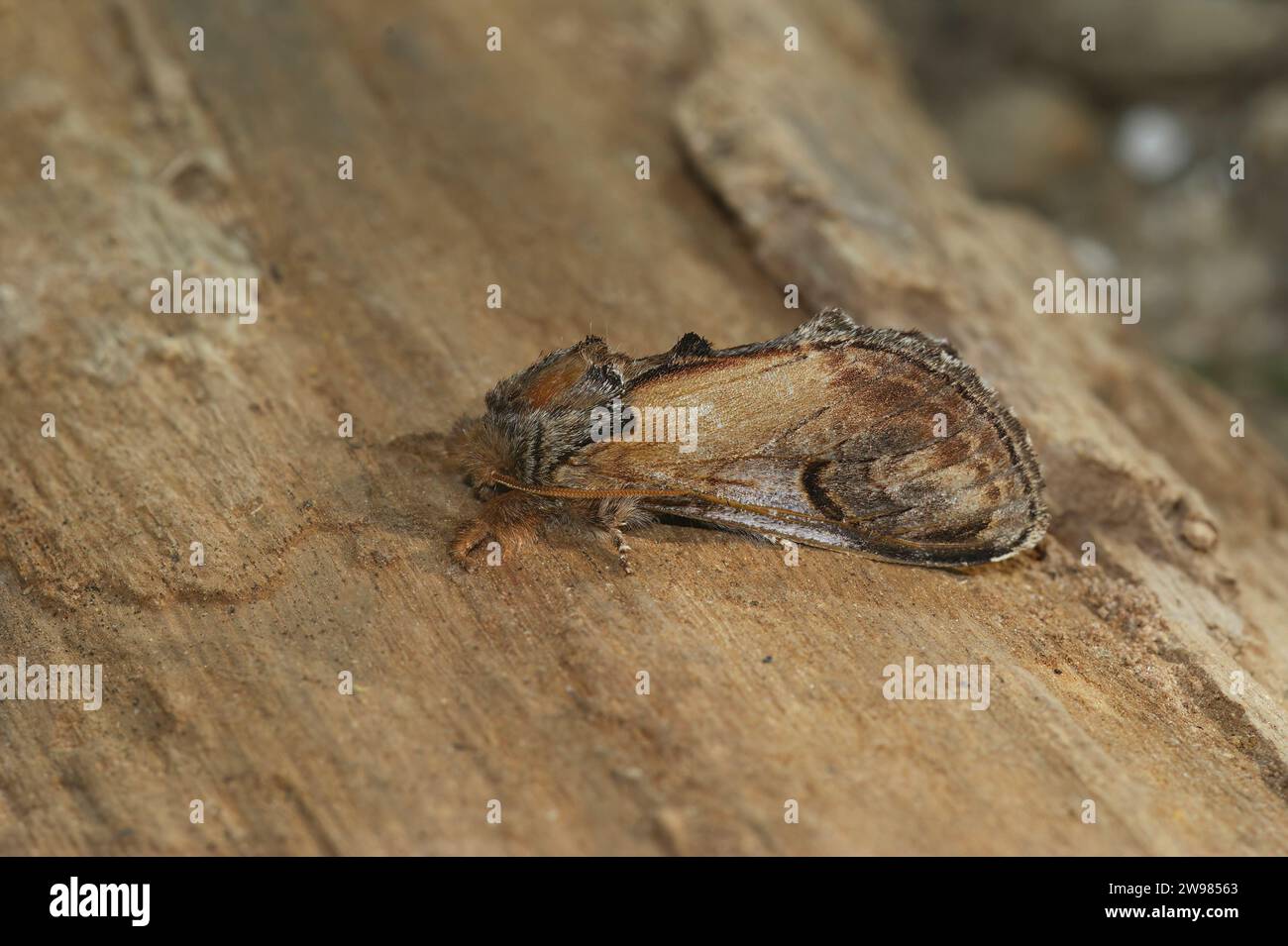 Natural closeup on the pebble prominent moth, Notodonta ziczac, sitting on wood Stock Photo