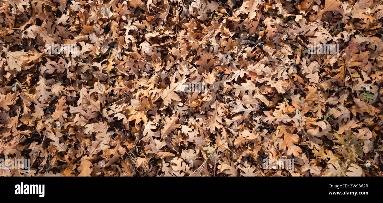 A pile of autumn-colored leaves scattered across the ground Stock Photo