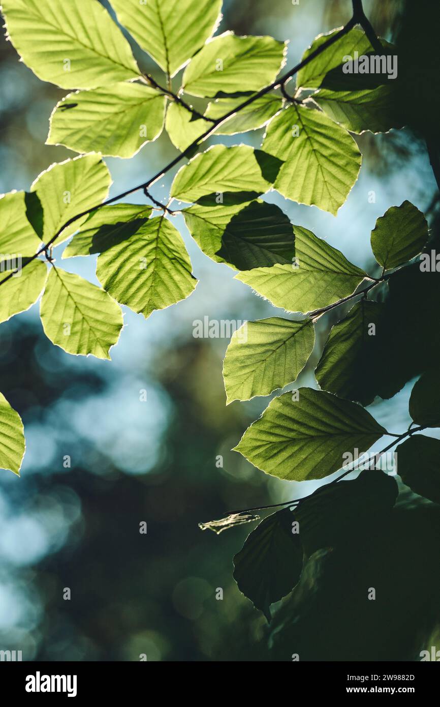Closeup photo of green leaves hi-res stock photography and images - Alamy
