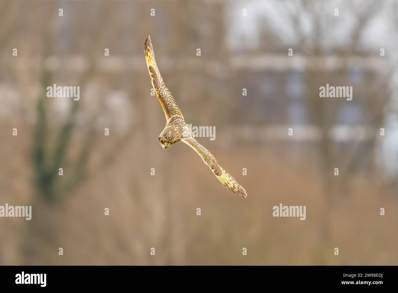 Short ear owl Hunting early morning Stock Photo