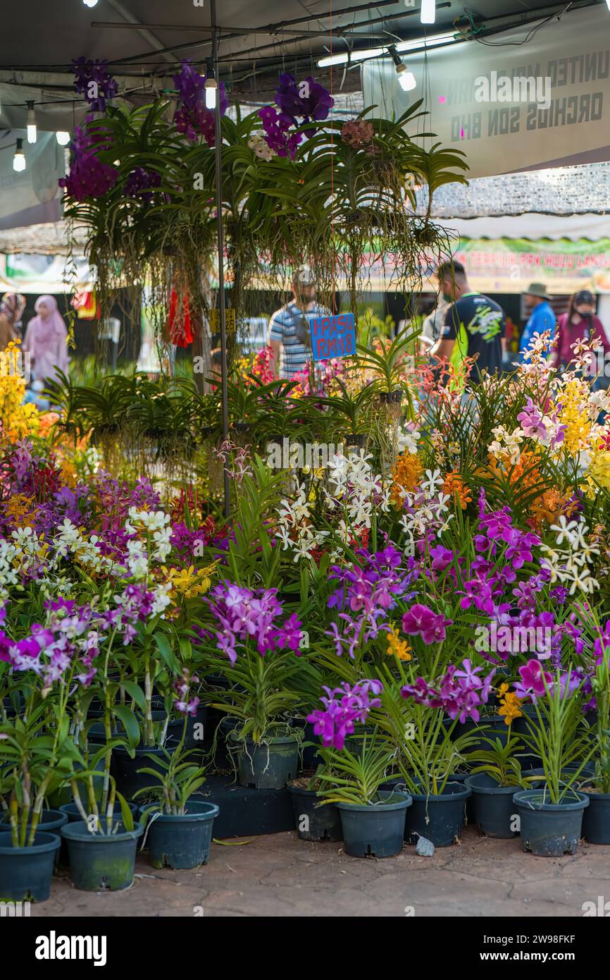 A vertical of purple and white orchids (Cattleya) in a green garden for sale during the MAHA expo Stock Photo