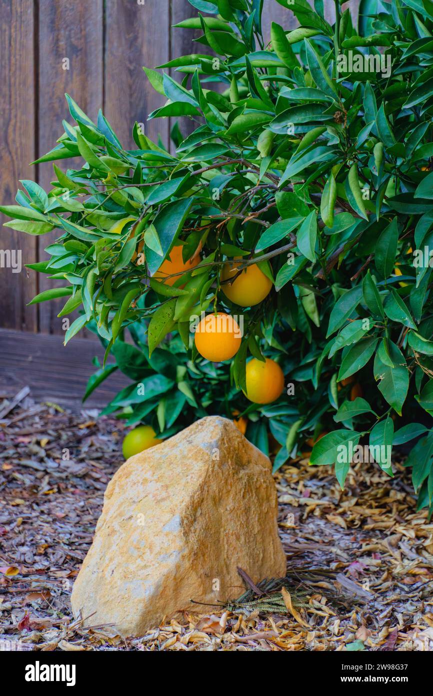 An orange tree growing in a rural setting. Stock Photo