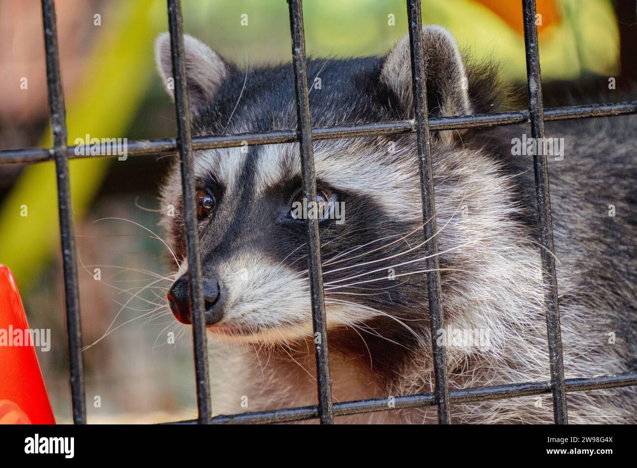 Scrutinizingly hi-res stock photography and images - Alamy
