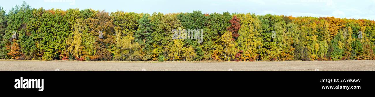 Wide panorama of Autumn forest with full spectrum of Fall colors Stock Photo