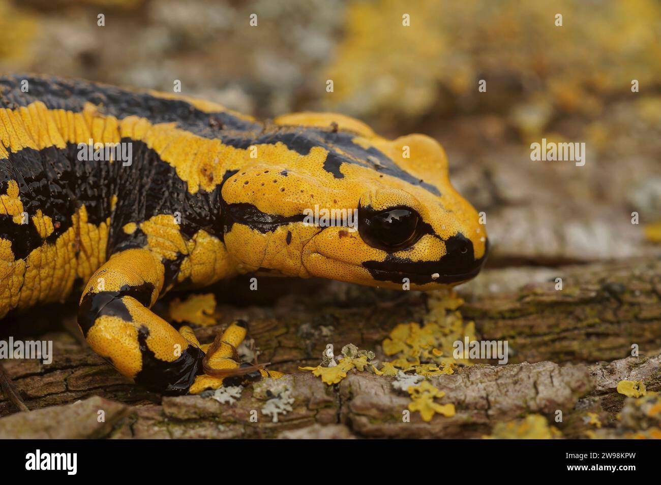 Detailed closeup on a colorful yellow male Spanish Iberian fire salamander, Salamandra bernardezi from Tendi Valley, Costa Verde Stock Photo