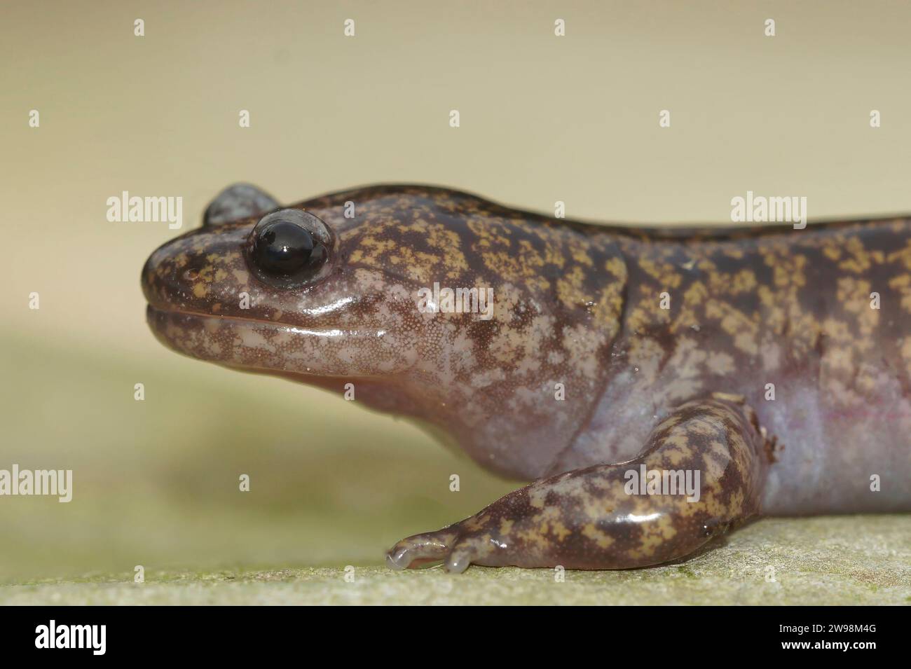 Natural closeup on a colorful Japanese Hida streamside salamander, Hynobius kimurae sitting on a stone Stock Photo