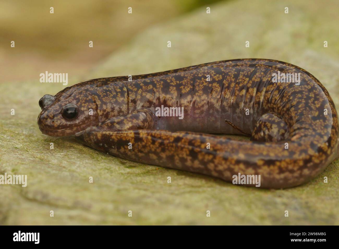 Natural closeup on a colorful Japanese Hida streamside salamander, Hynobius kimurae sitting on a stone Stock Photo