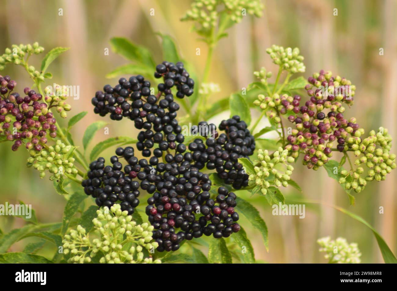 Close-up of black dwarf elder fruits with selective focus on foreground Stock Photo