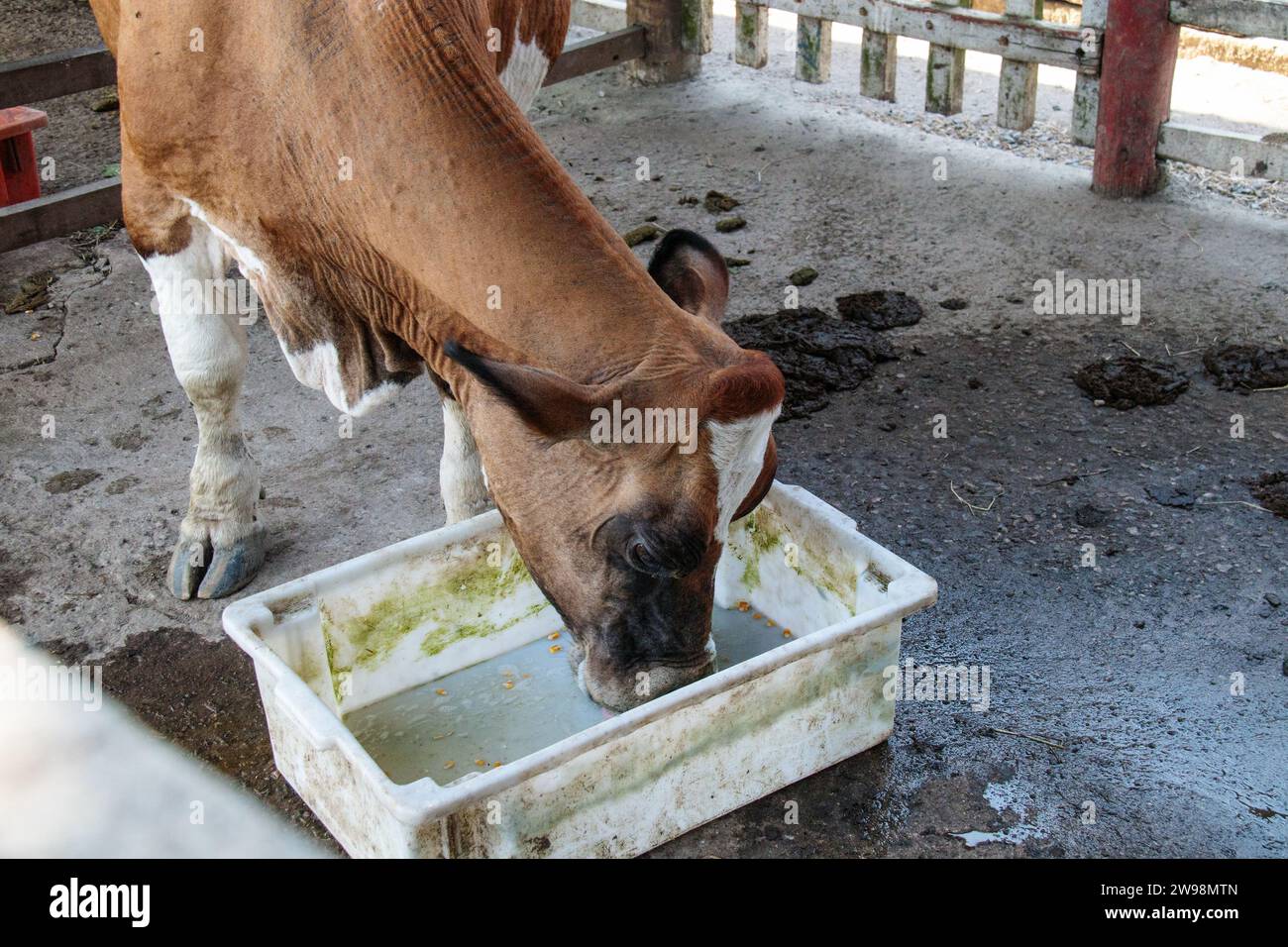 cow in the corral of a farm in Rio de Janeiro, Brazil Stock Photo Alamy