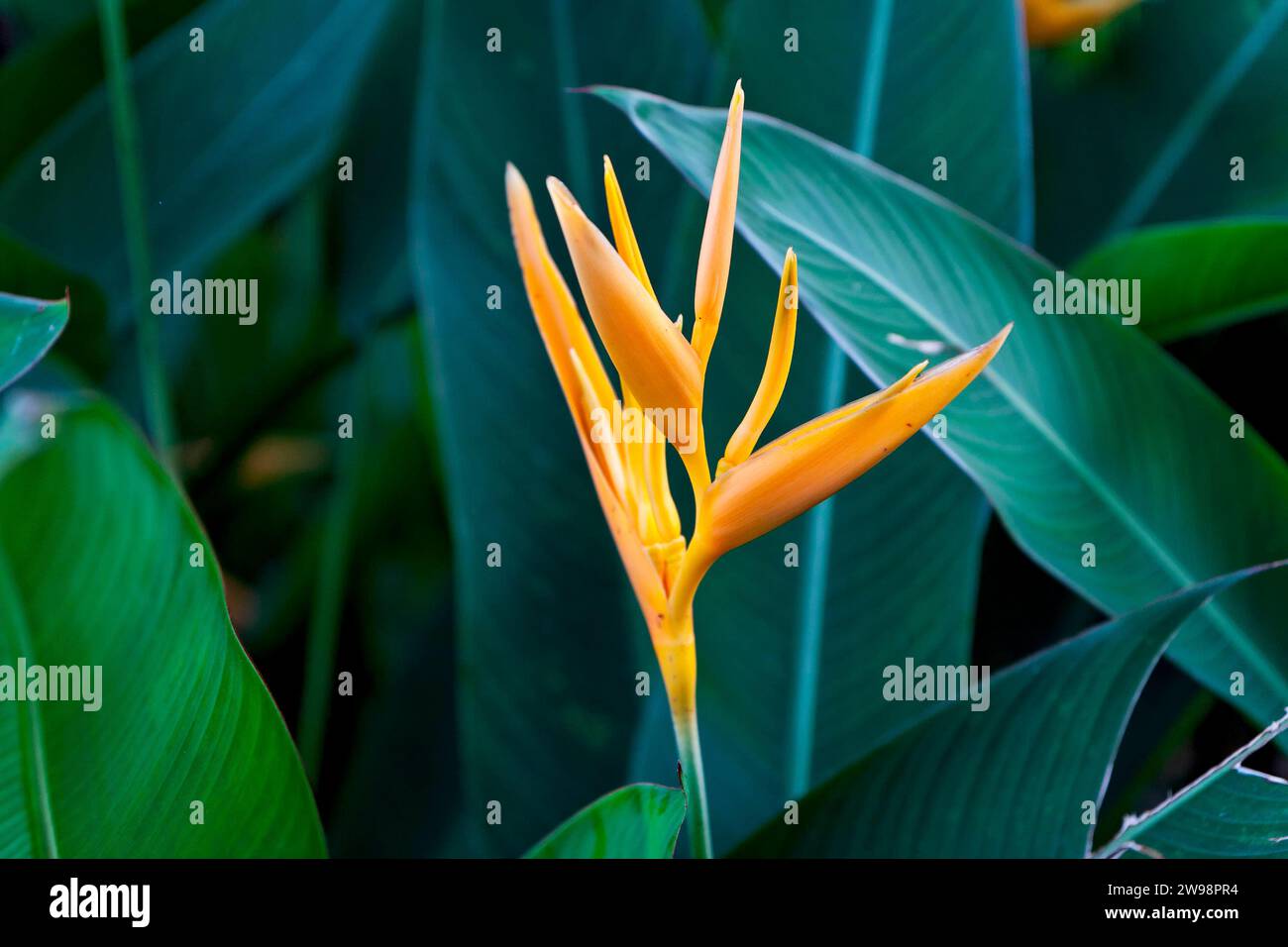 False birds-of-paradise (Heliconia) yellow flowers and green leaves in the jungle, Vietnam Stock Photo