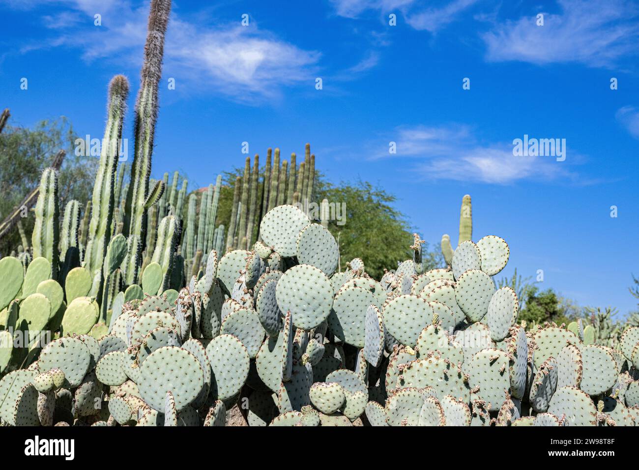 Desert garden landscape w/ prickly pear Opuntia stricta cactus paddles / paddle & blue sky pipe organ cacti - desert botanical garden Phoenix Arizona Stock Photo