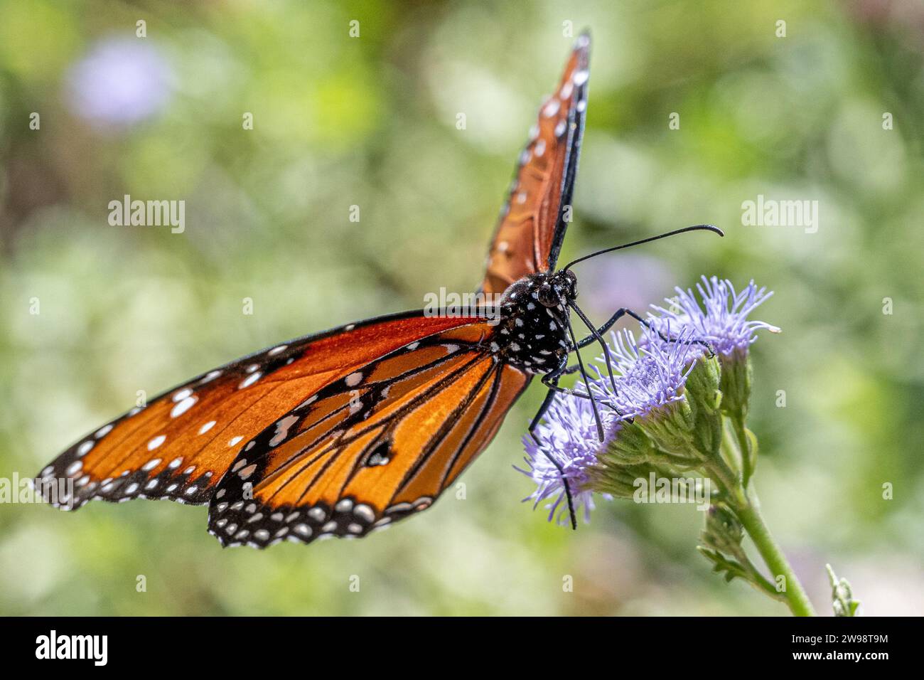 Queen butterfly Danaus gilippus feeding on garden flower nectar - Müllerian co-mimics orange Monarch aka mimic insect - proboscis extended wing detail Stock Photo