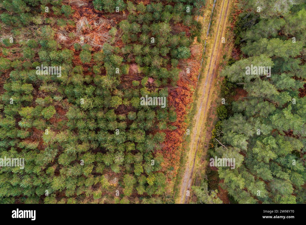 An aerial view of dense green forest landscape with pine trees Stock ...