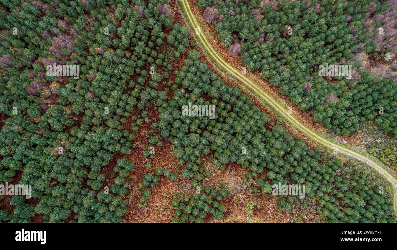 An aerial view of dense green forest landscape with pine trees Stock ...