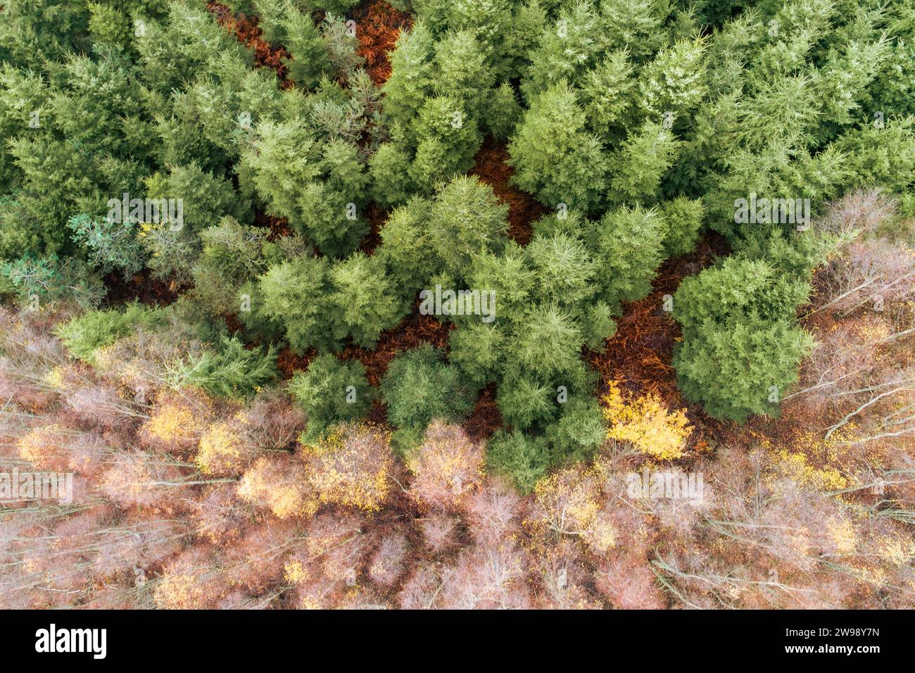 An aerial view of dense green forest landscape with pine trees Stock ...