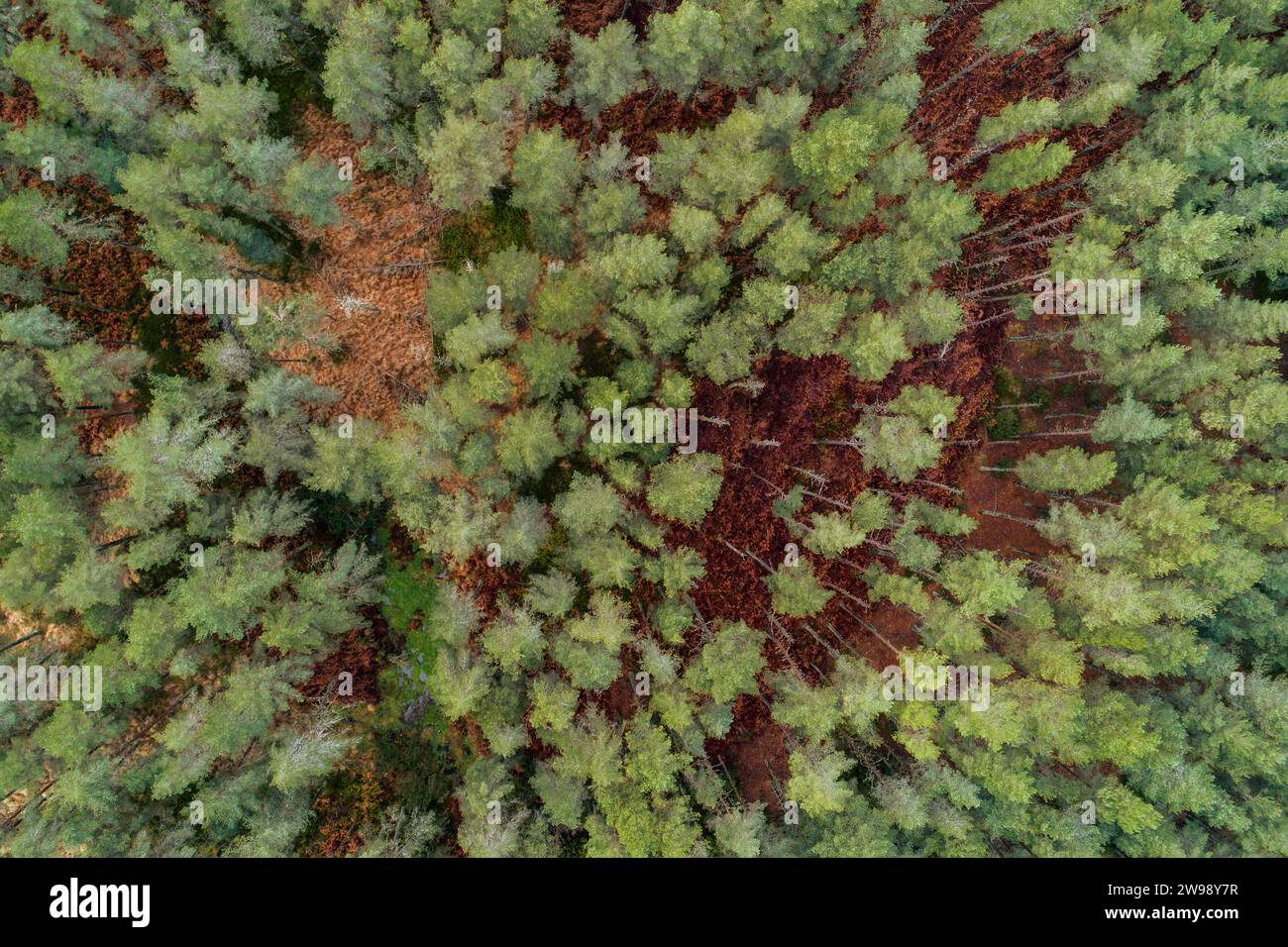 An aerial view of dense green forest landscape with pine trees Stock ...
