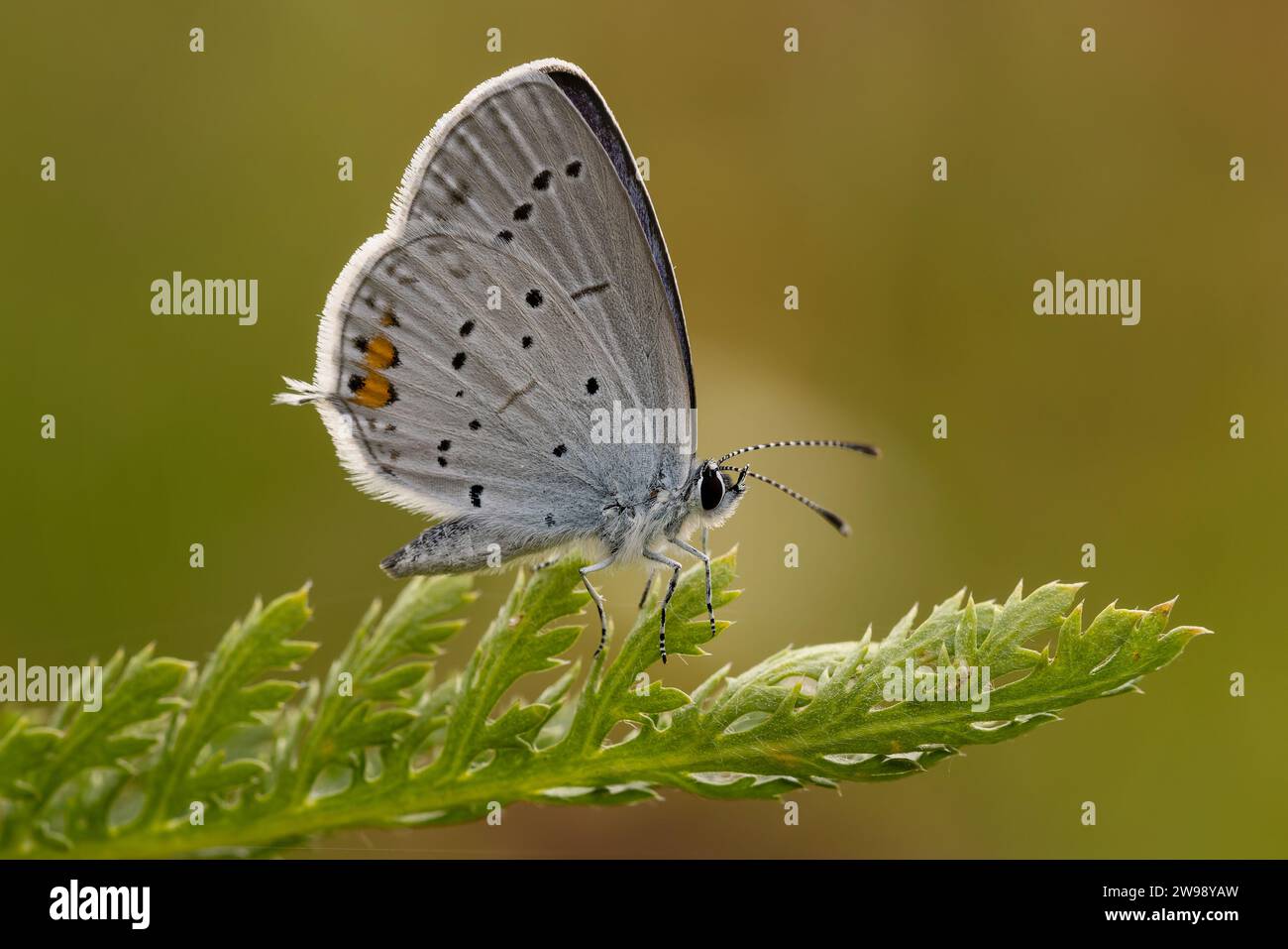 A stunning close-up of a scarce large blue (Phengaris teleius) butterfly perched atop a green plant Stock Photo