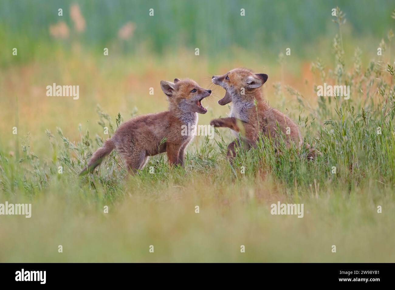 The two juvenile foxes running and playing together in a lush grassy ...