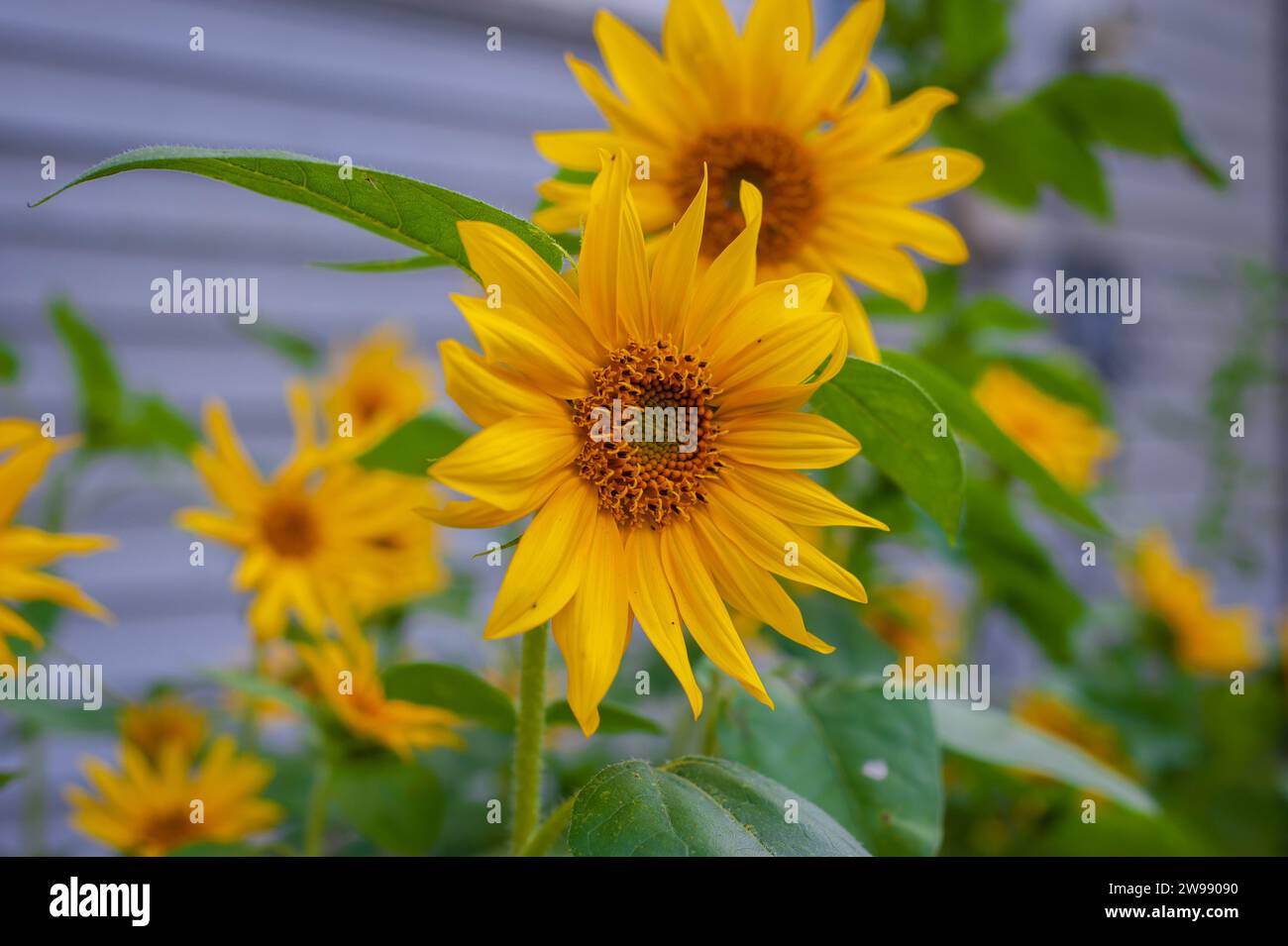 A closeup of vibrant yellow sunflowers blooming in a lush green garden, with a gray house in the background Stock Photo