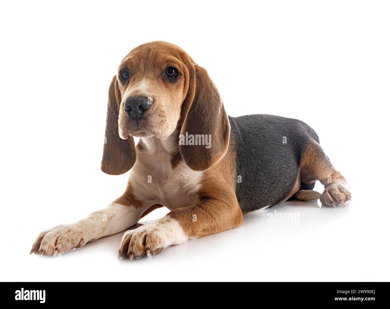 young beagle in front of white background Stock Photo - Alamy