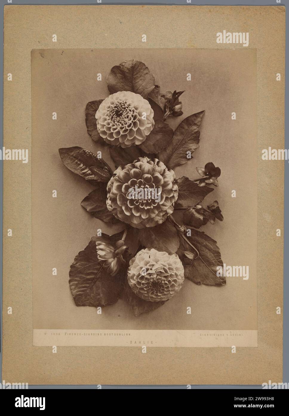 Dahlia's, c. 1875 - c. 1900 photograph  Florence cardboard. photographic support albumen print cut flowers; nosegay, bunch of flowers Florence Stock Photo