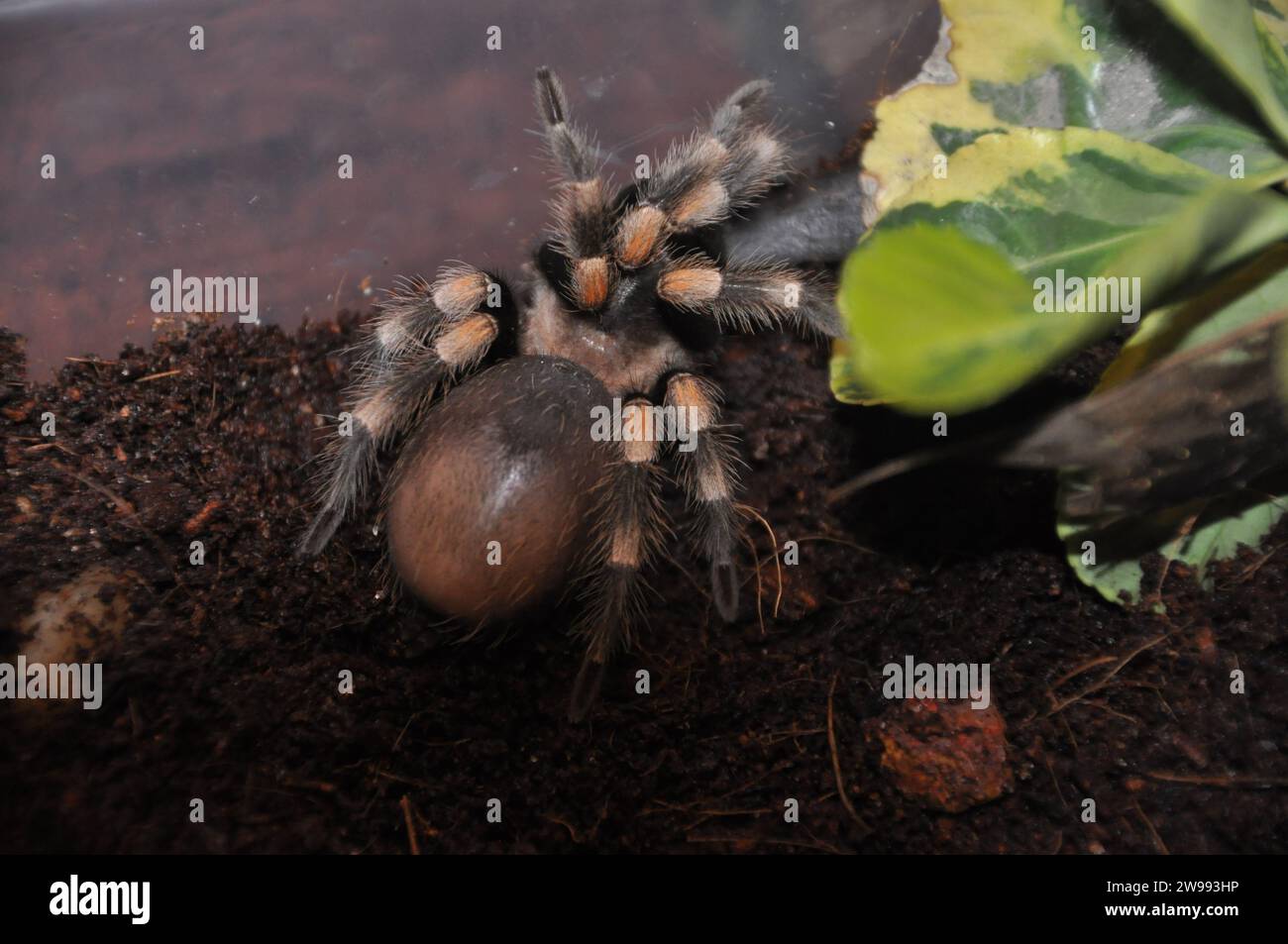spider, terrarium, spider with chicks, tarantula, tarantulas, spiders ...
