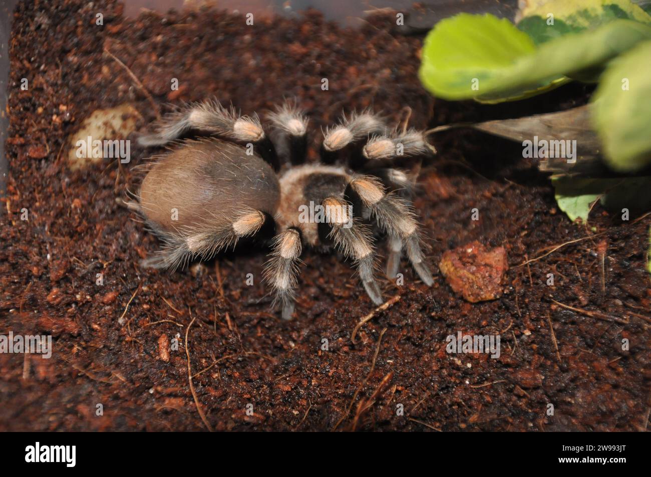 Spider, Terrarium, Spider With Chicks, Tarantula, Tarantulas, Spiders ...