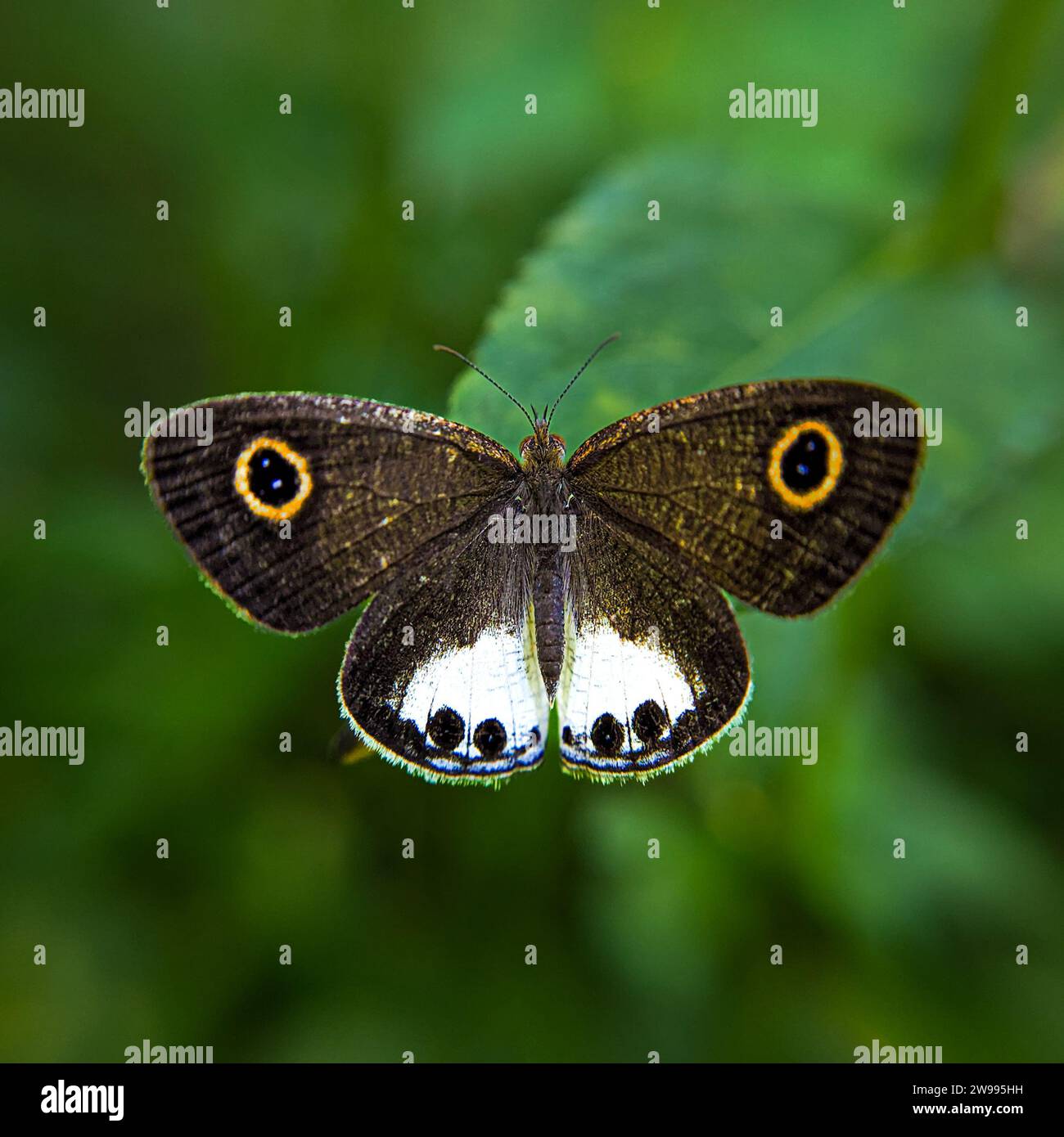 A small, brown White Four Ring butterfly (Ypthima Ceylonica) perched atop a green leaf Stock Photo