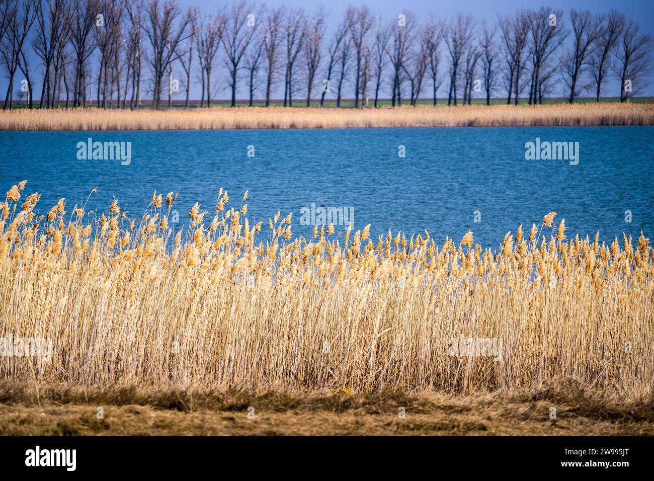 The tranquil waters of a lake in the background, surrounded by tall reeds. Stock Photo