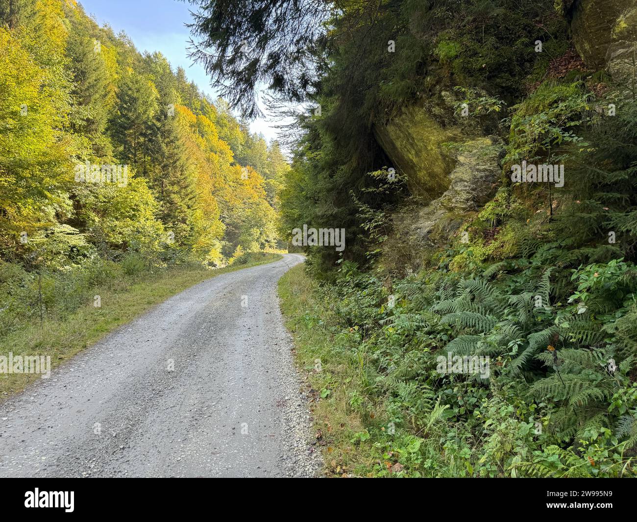 A winding, road traversing a lush forest, snaking between the trees in Transylvania forests, Romania Stock Photo
