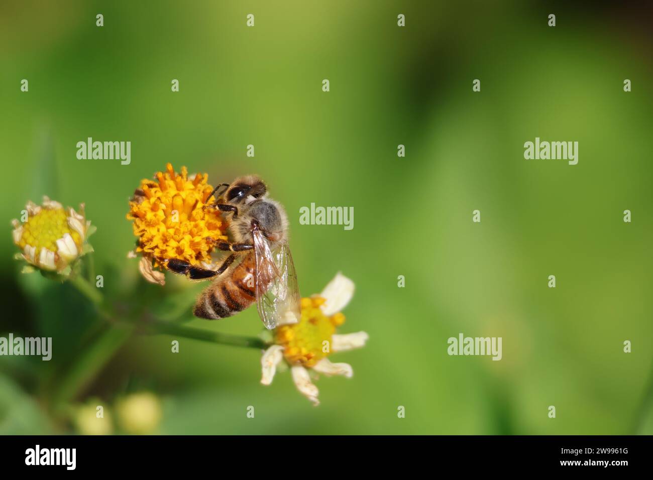 A closeup shot of a honey bee on a vibrant yellow flower Stock Photo
