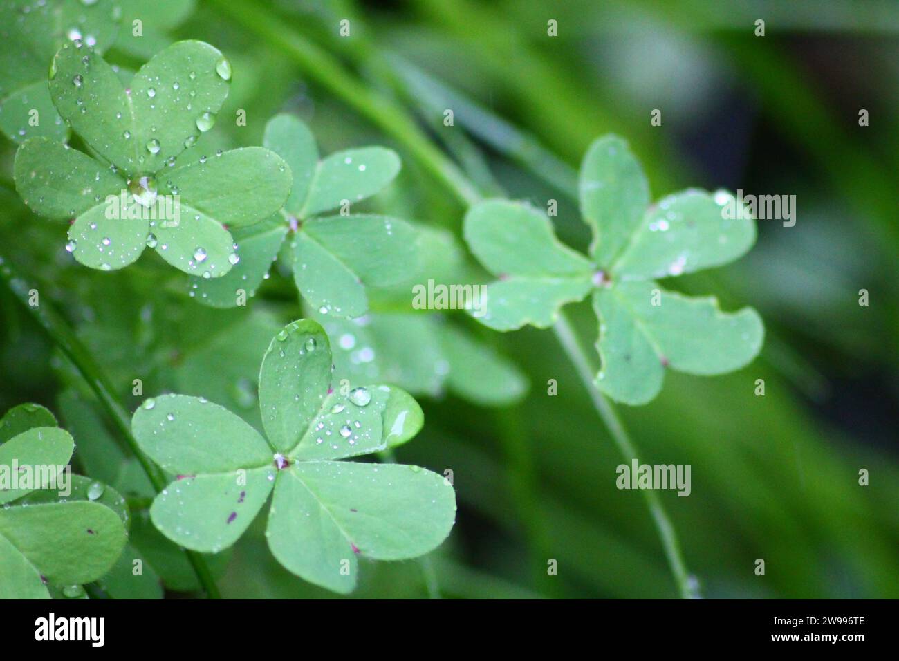 A close-up shot of a lush green clover plant with glistening water droplets resting on its leaves Stock Photo