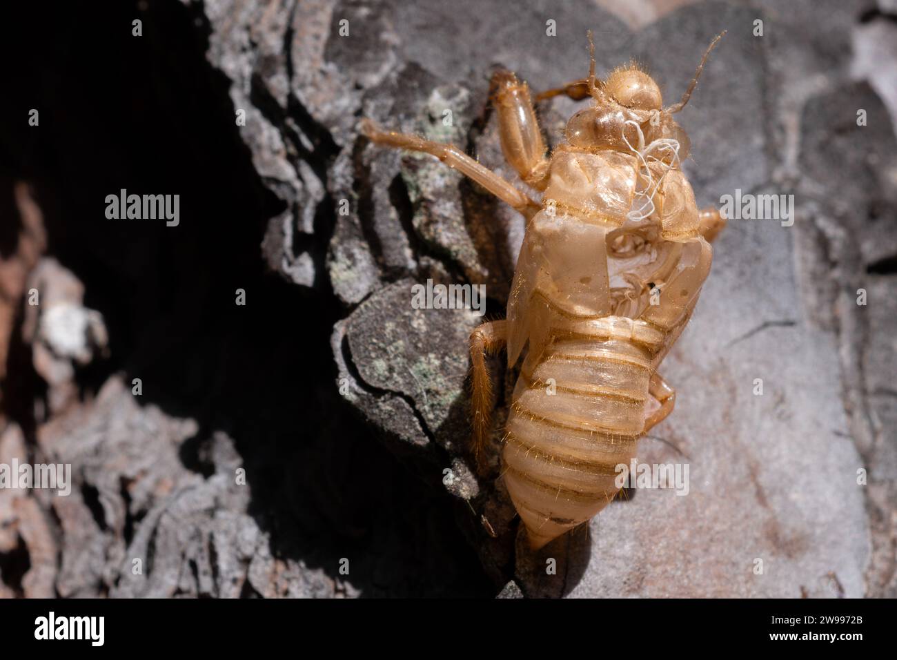 Cicada cocoon, abandoned cicada shell on tree trunk Stock Photo