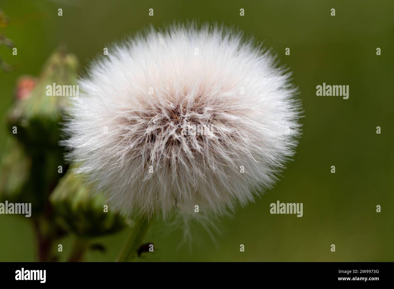 Urospermum picroides, dandelion seeds, white fluffy soft image Stock Photo