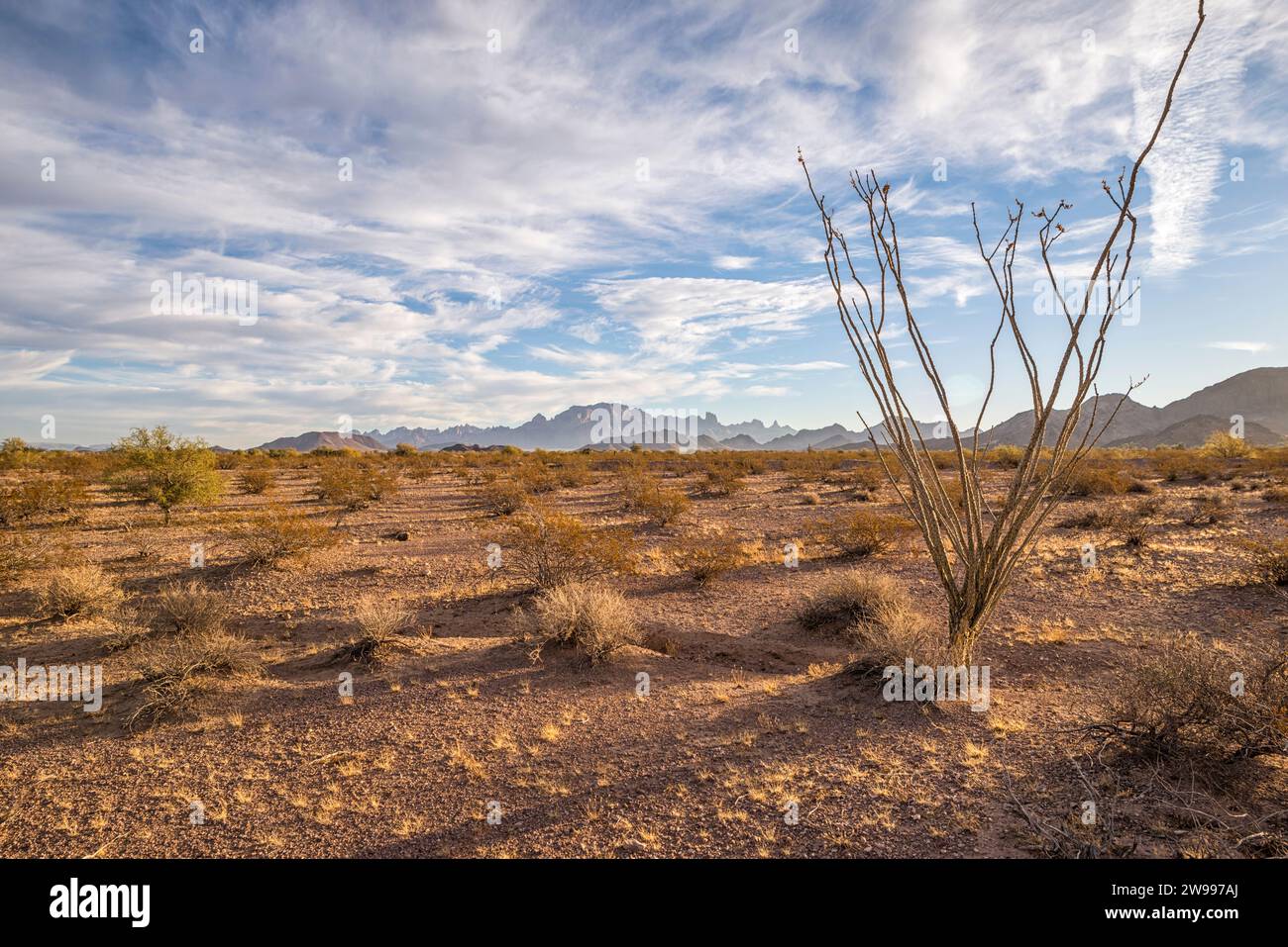 Kofa National Wildlife Refuge. Arizona, USA. Stock Photo