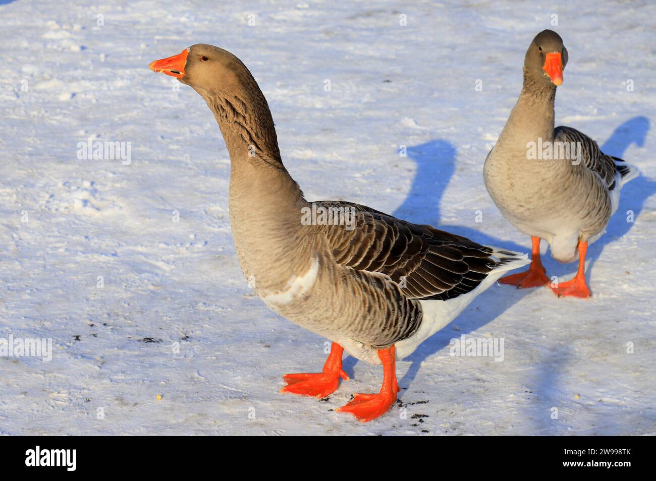 Perigord geese with red beaks walk in winter farm. Goose Farm, gray
