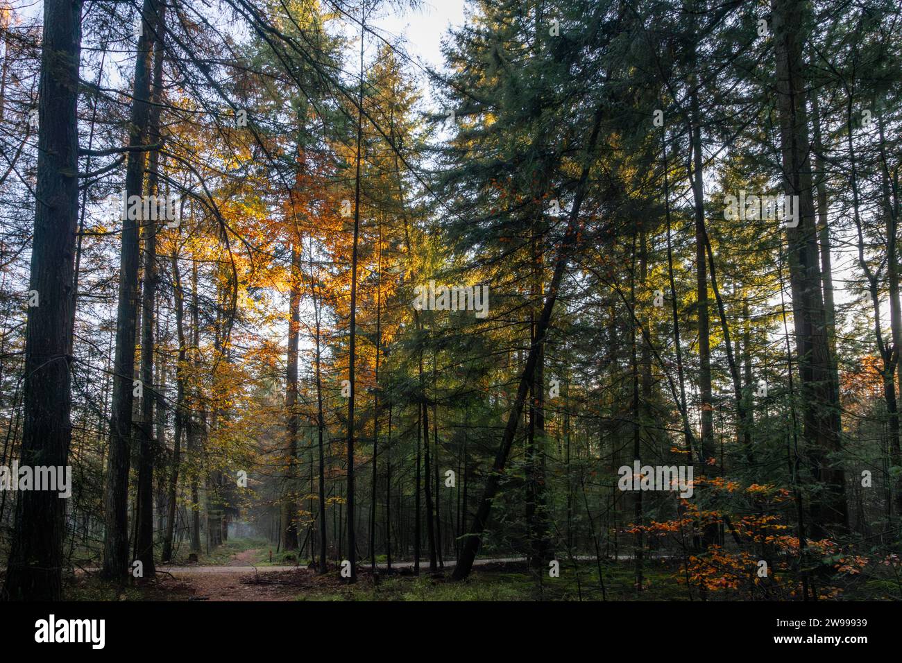 A winding path through a forest of tall trees, with a lush green canopy above Stock Photo