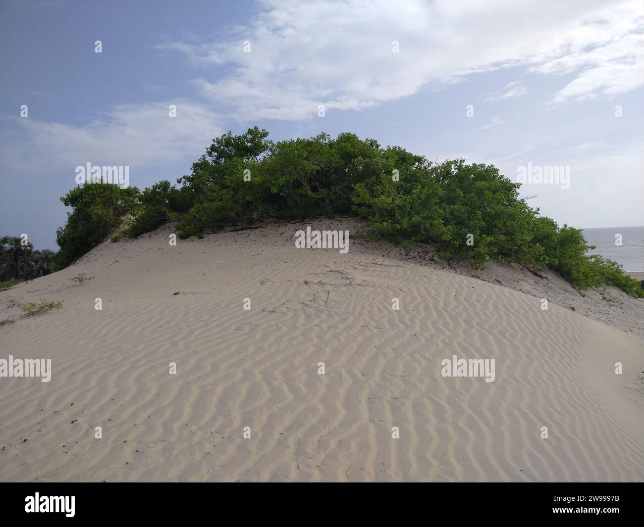 The green shrubs growing atop a hill on a sandy beach Stock Photo