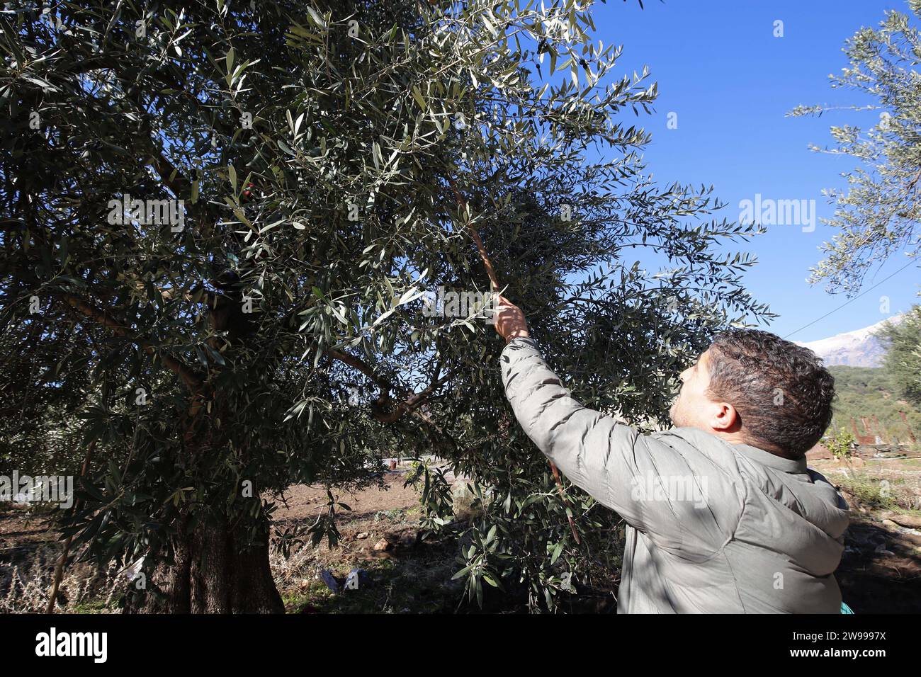 Olive trees are being harvested in the village of Haizer, in Bouira, north of Algiers, Algeria, on December 24, 2023. The wilaya of Bouira is renowned for the high quality of its olive oil and produces approximately 5 million liters annually. (Photo by Billel Bensalem/APP) (Photo by APP/NurPhoto)0 Credit: NurPhoto SRL/Alamy Live News Stock Photo