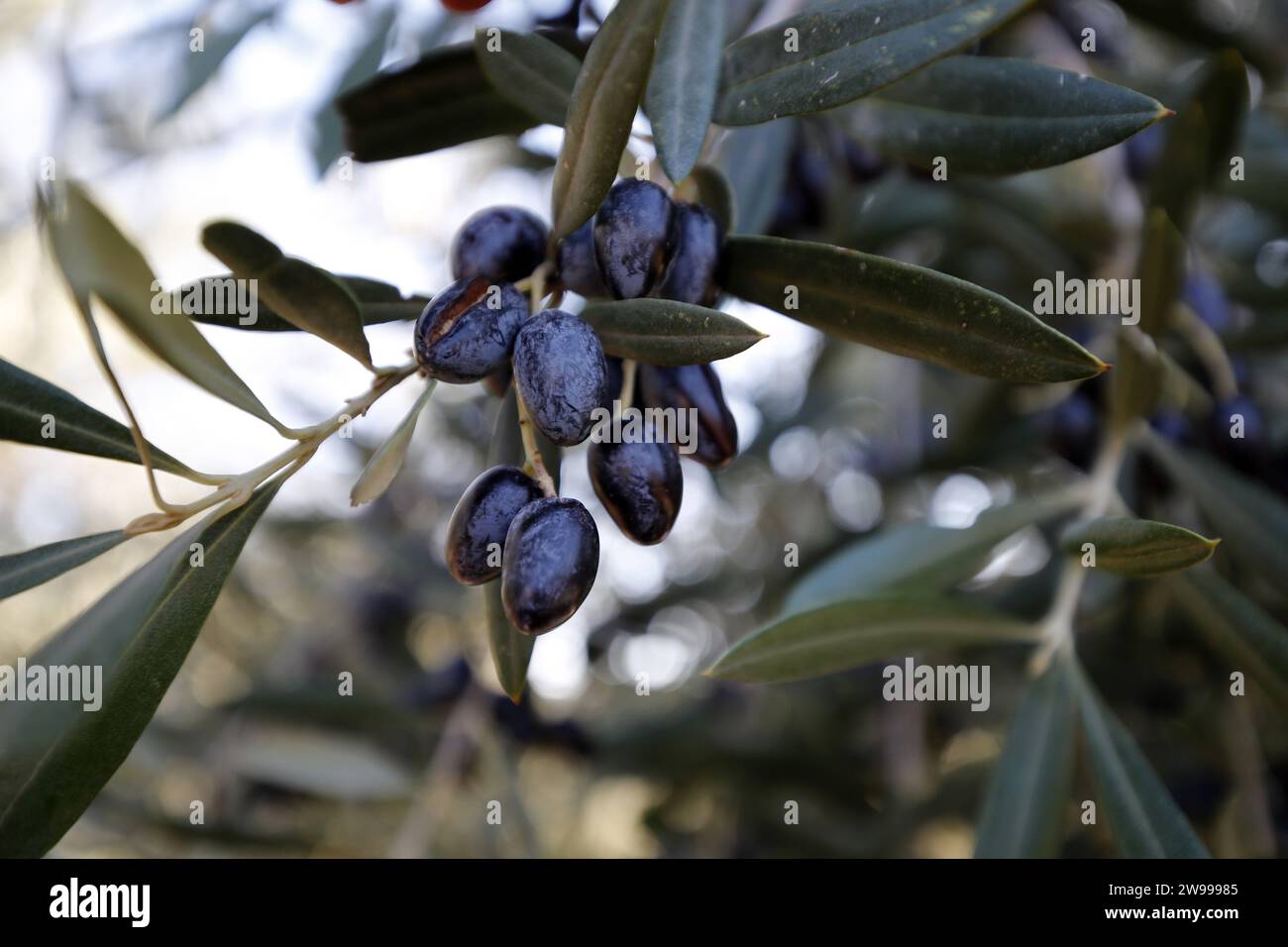 Olive trees are being harvested in the village of Haizer, in Bouira, north of Algiers, Algeria, on December 24, 2023. The wilaya of Bouira is renowned for the high quality of its olive oil and produces approximately 5 million liters annually. (Photo by Billel Bensalem/APP) (Photo by APP/NurPhoto)0 Credit: NurPhoto SRL/Alamy Live News Stock Photo