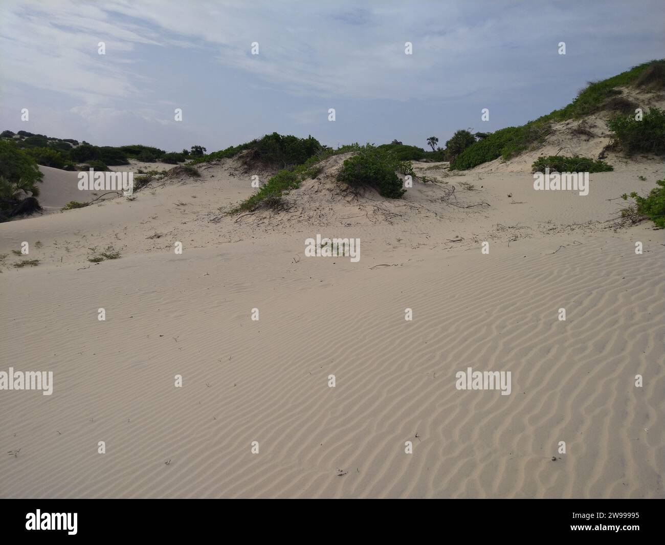 The green shrubs growing atop the sandy dunes of a beach Stock Photo