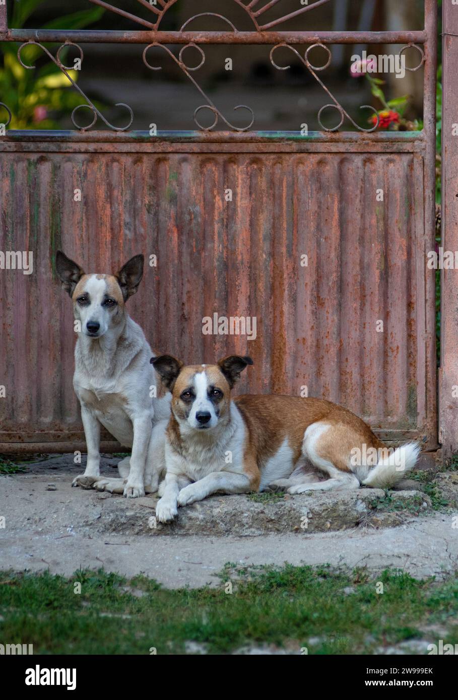 The two canine companions enjoying the sunshine outdoors near a metal gate. Stock Photo