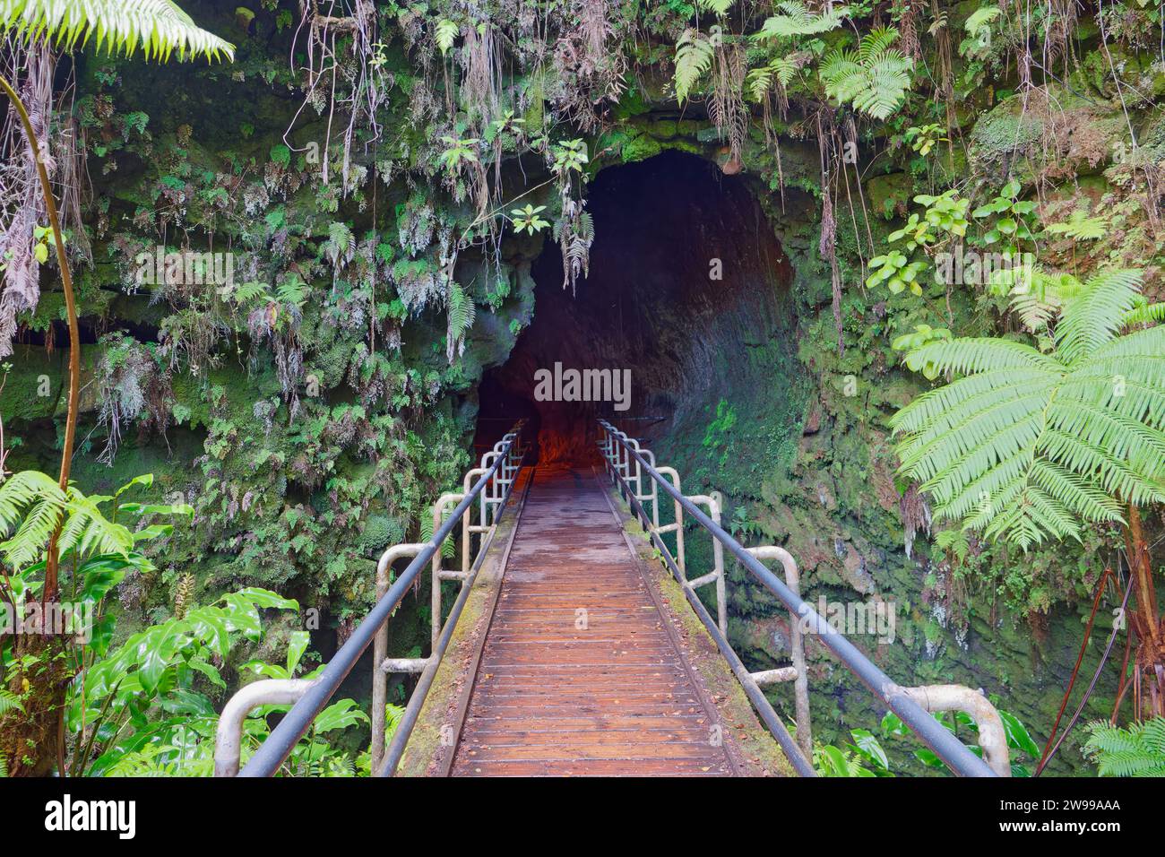 The view of Thurston Lava Tube, Hawaii Volcanoes National Park Stock