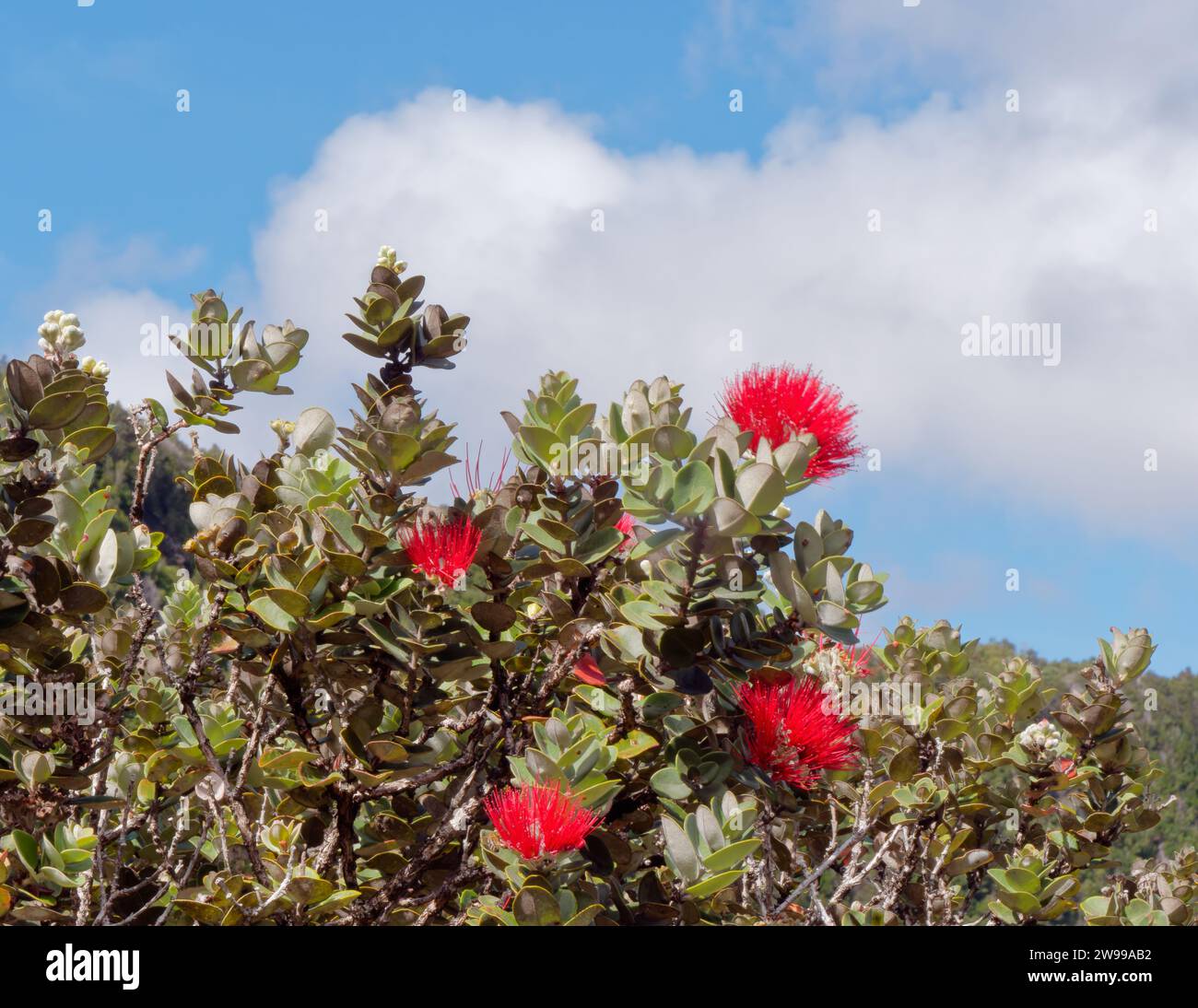 The Ohi'a Lehua (Metrosideros polymorpha) flowers, Volcanoes National Park, Big Island Hawaii Stock Photo