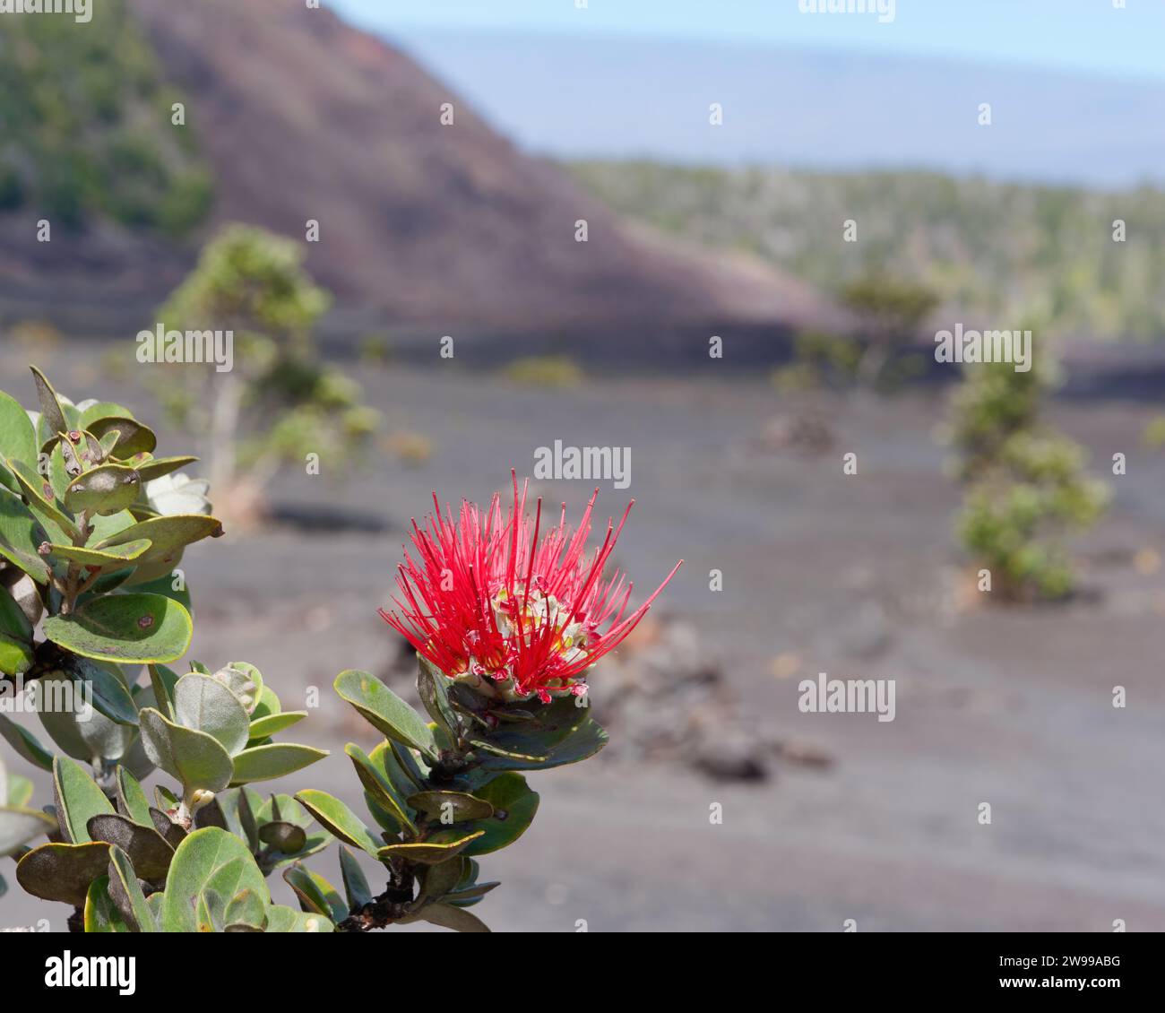 The Ohi'a Lehua (Metrosideros polymorpha) flower, Volcanoes National Park, Big Island Hawaii Stock Photo